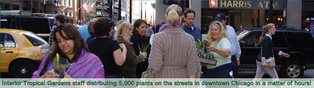 Interior Tropical Gardens staff distributing 5,000 plants on the streets in downtown Chicago in a matter of hours!